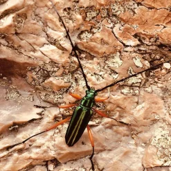 Art Print High on life insect - zelf samenstellen - Loft24.nl