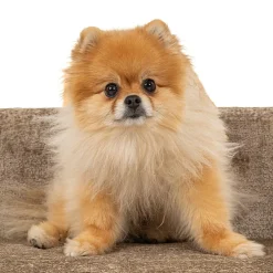 Huisdierenbed Bingo taupe chenille (Bergen 104 taupe chenille) - Loft24.nl